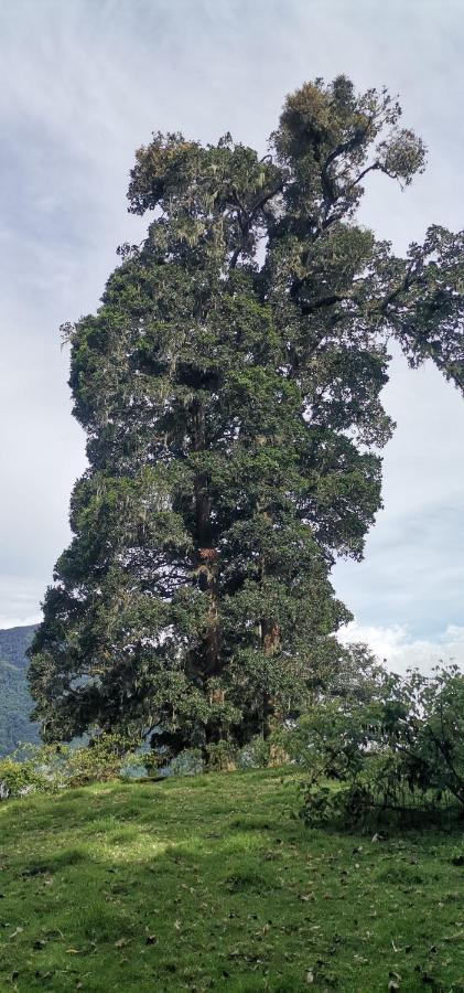 Glamping Jaulares Mountain Hotel Rivas Exterior foto